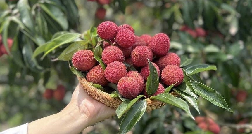 You are currently viewing Vải thiều Trung Quốc đổ bộ chợ Việt, giá 700.000 đồng/kg