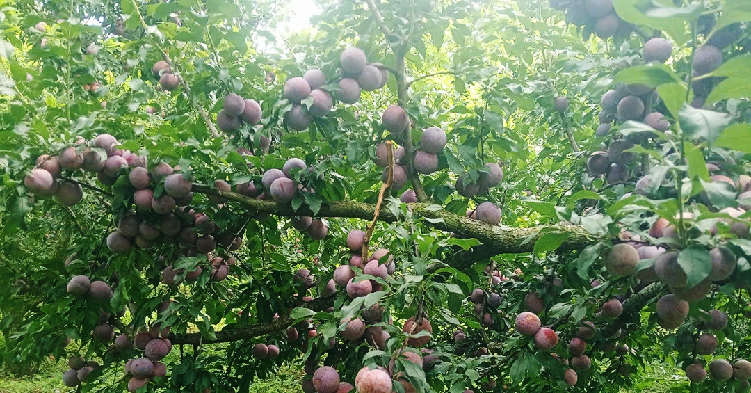 You are currently viewing Sự thật về thông tin mận hậu rớt giá chỉ còn 2.000-3.000 đồng/kg