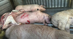 Read more about the article Heo bệnh buộc phải tiêu hủy, người chăn nuôi được hỗ trợ 40.000 đồng/kg hơi