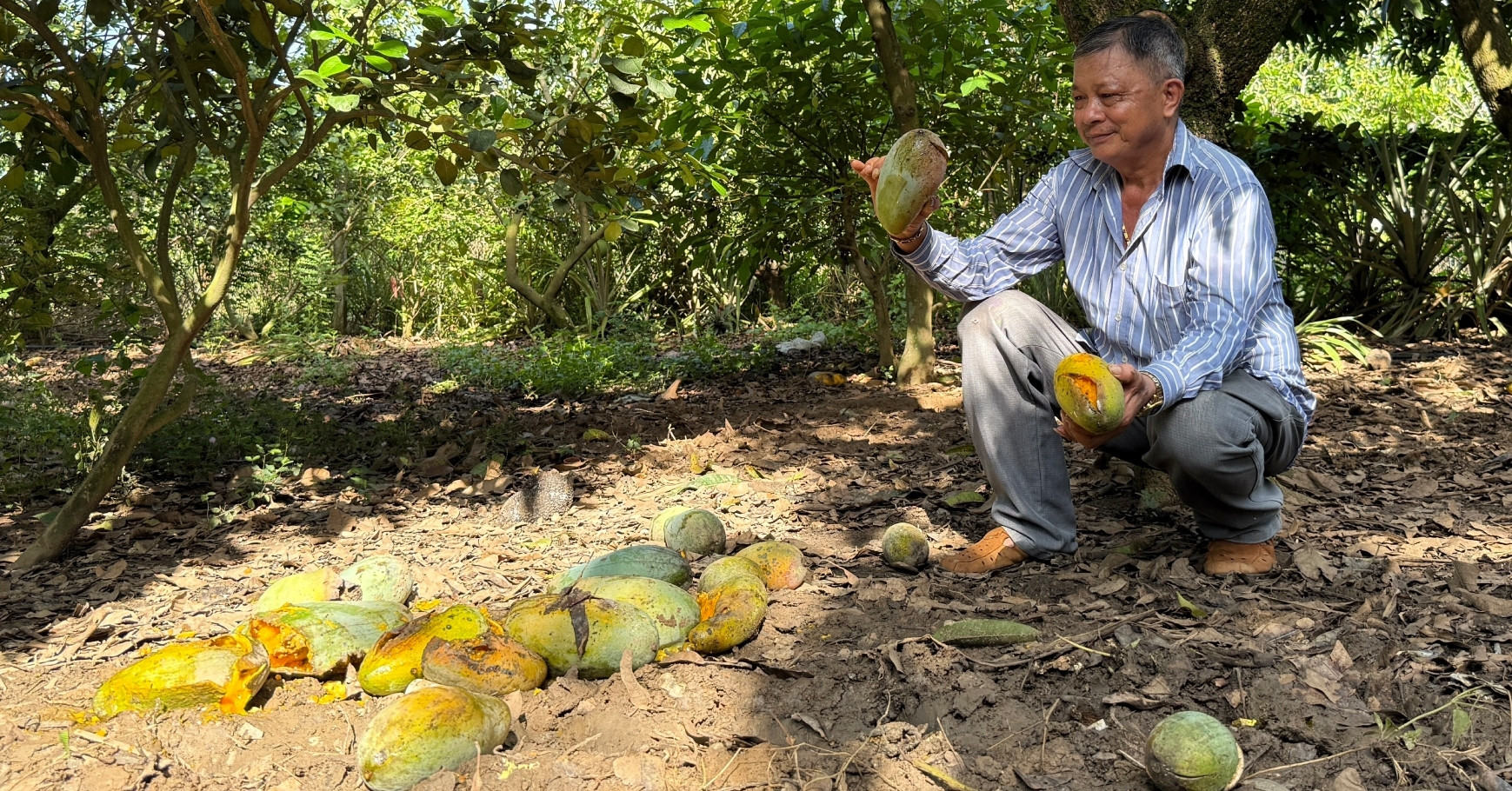 Read more about the article Giá xoài chỉ 1.000 đồng/kg, nông dân lỗ nặng vì thương lái ‘lật kèo’