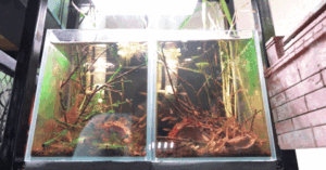 Read more about the article Mang cả hệ sinh thái thu nhỏ vào trong nhà