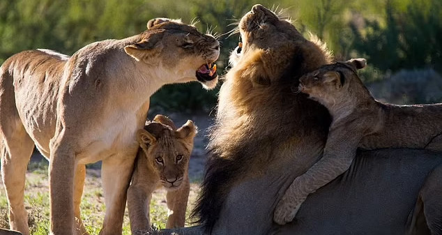 You are currently viewing Nam du khách bị sư tử cái vồ tử vong khi đi vệ sinh