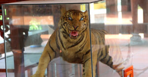 Read more about the article Ngôi chùa nằm giữa cánh đồng thờ hai ‘ông Hổ’ ở xã đảo ở Quảng Ninh