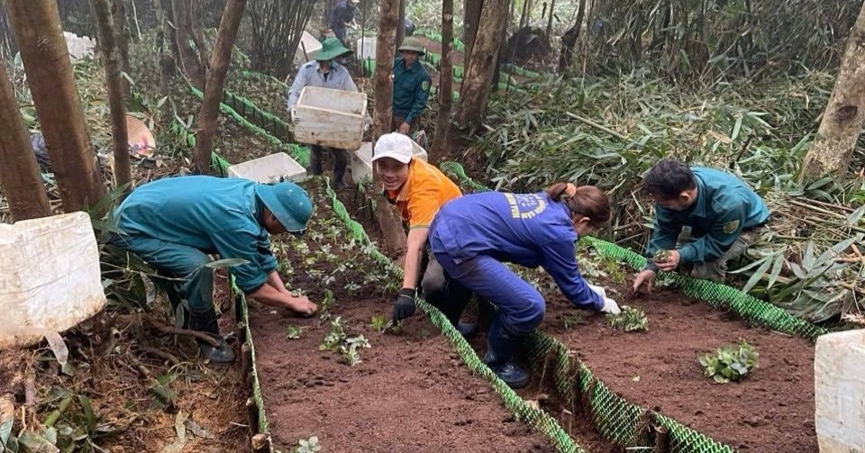 You are currently viewing Người có duyên kỳ ngộ và khát vọng trồng cây thần dược ở đỉnh Phu Xai Lai Leng