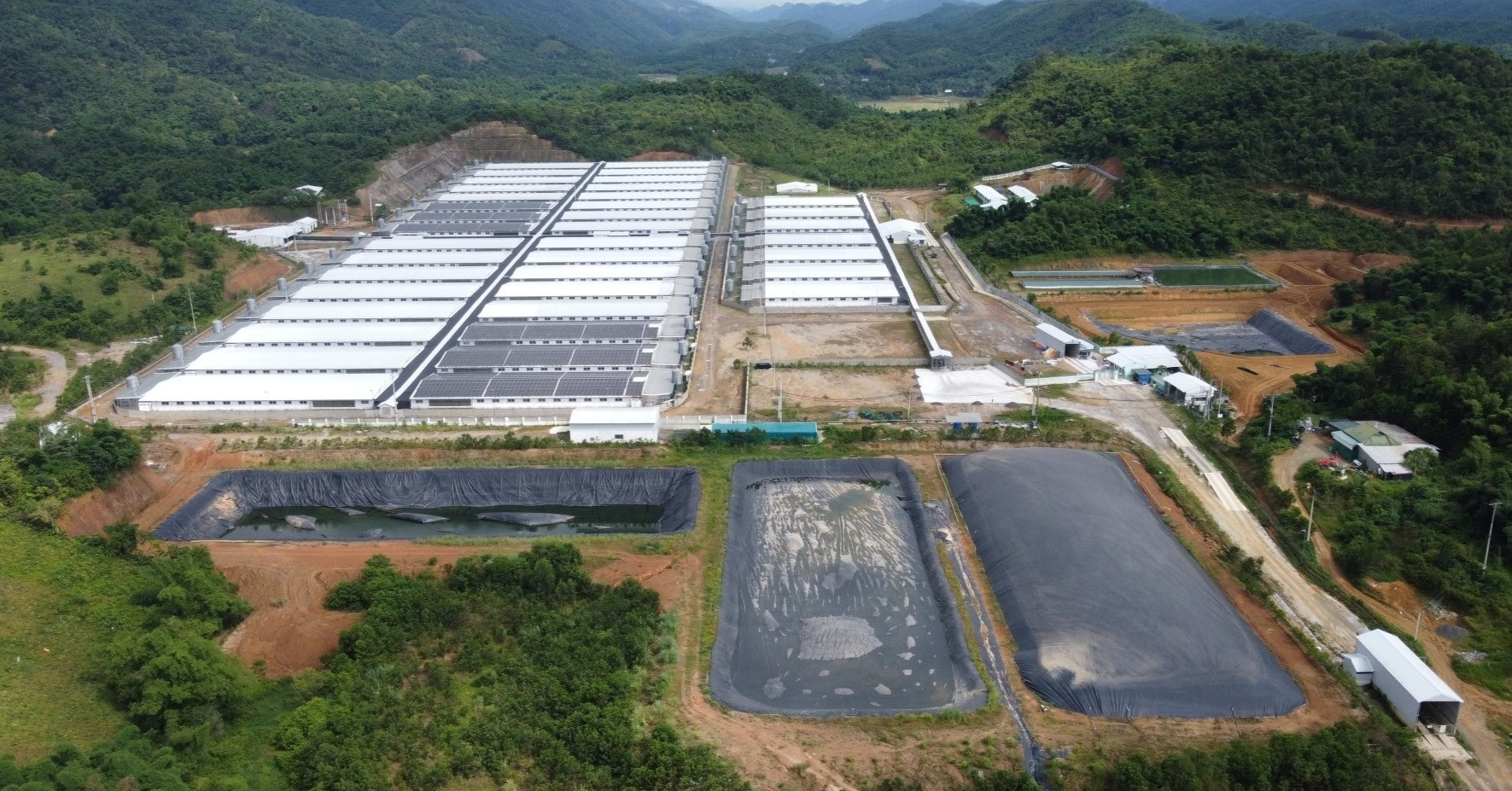 Read more about the article Nguyên nhân trang trại lợn ở Thanh Hóa phát tán mùi hôi thối dù có giấy phép