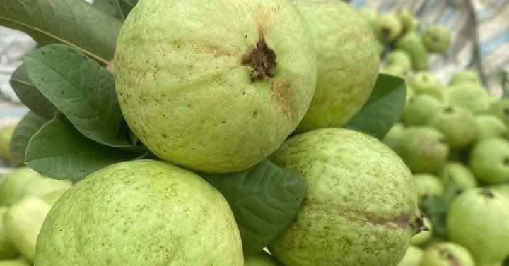 Read more about the article Ổi phòng chống ung thư, bảo vệ tim mạch, ăn bao nhiêu là đủ?