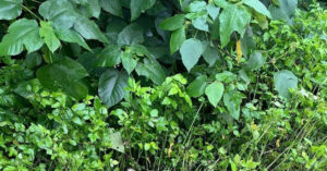 Read more about the article Phát hiện 2 thanh niên tử vong trong bụi rậm ven đường