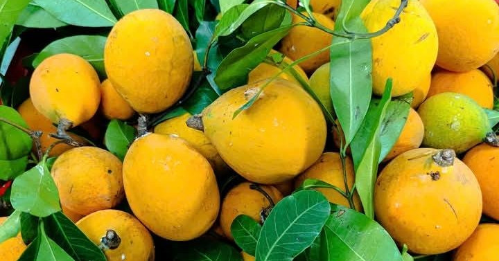 Read more about the article Quả lạ ở An Giang được ví như măng cụt rừng, dầm đường ăn giải nhiệt rất ngon