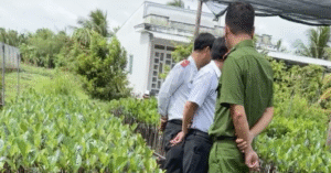 Read more about the article Từ vụ hỏi ‘chứng chỉ ghép cây’, sản xuất, kinh doanh cây giống cần điều kiện gì?