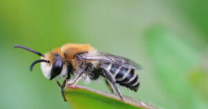 Read more about the article Tỷ phú tử vong sau khi nuốt 1 con ong, bác sĩ lý giải điều bí ẩn