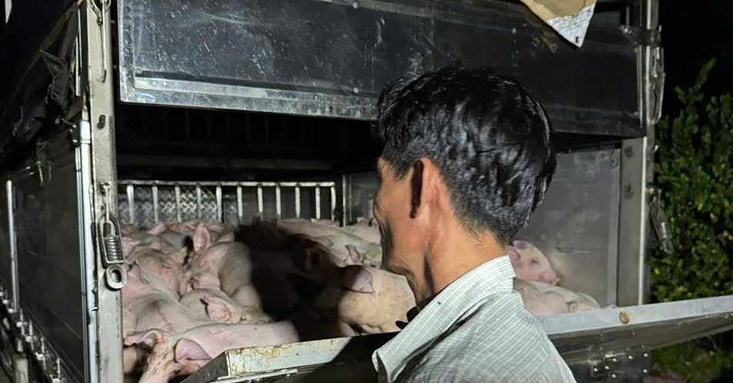 Read more about the article Xe chở 120 con heo không giấy kiểm dịch đưa vào Bạc Liêu tiêu thụ