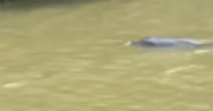 Read more about the article Xem clip cá heo bơi ‘lạc’ vào sông ở Cà Mau