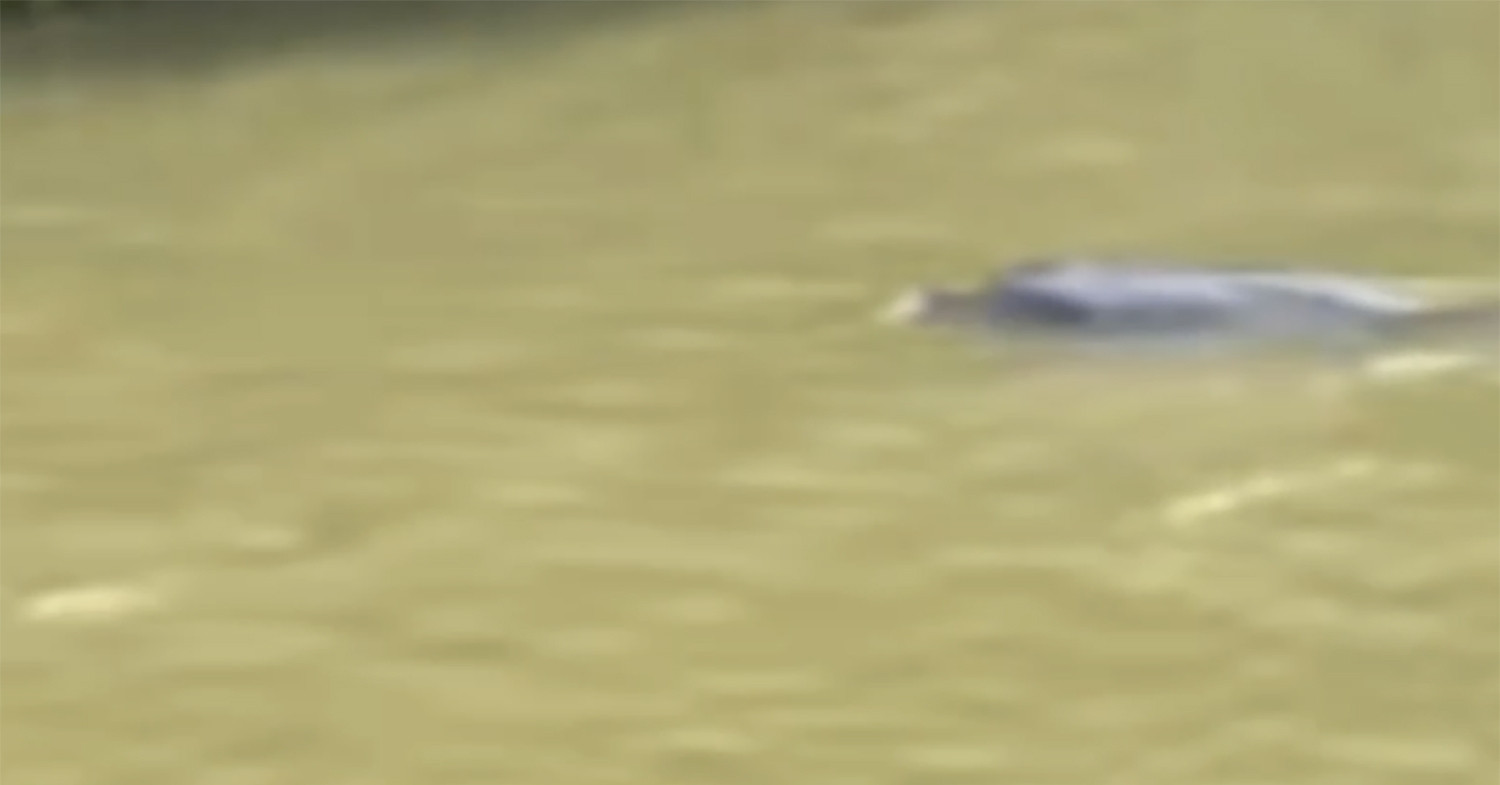 You are currently viewing Xem clip cá heo bơi ‘lạc’ vào sông ở Cà Mau